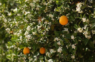 UCR Citrus Garden